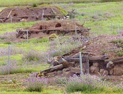 Claves para la recuperación del conejo de monte