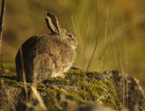 Repoblación con conejos de fuera de Extremadura