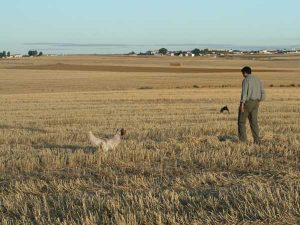 perros-muestra-1