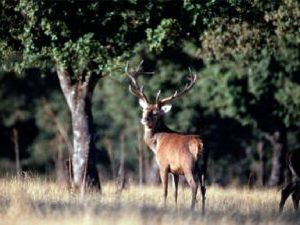 venado