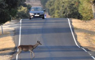 nueva-ley-trafico-2014