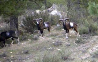 muflon