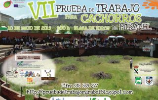 prueba-cachorros-mirabel-VII