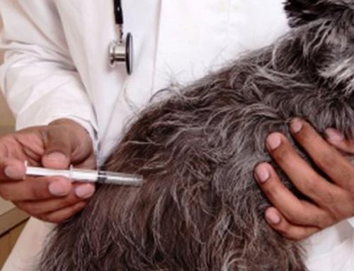 Vacunación antirrábica obligatoria: la paradoja