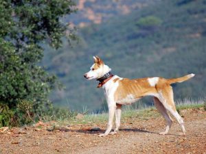 podenco-paternino