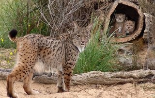 lince