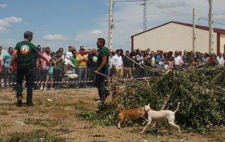 dia-cazador-extremeno-2016-01