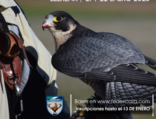 Llerena acogerá los días 21 y 22 de enero de 2023 la octava edición del Campeonato de Extremadura de Cetrería