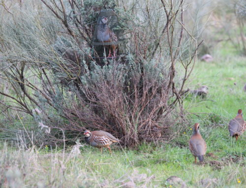 FEDEXCAZA impulsa la declaración de la perdiz con reclamo como Bien de Interés Cultural en Extremadura