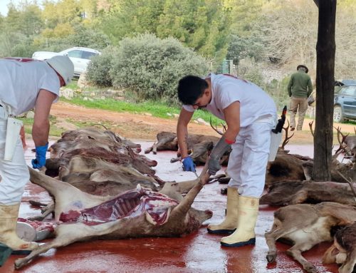 Extremadura aprueba un nuevo Decreto para reforzar el control sanitario de las piezas de caza