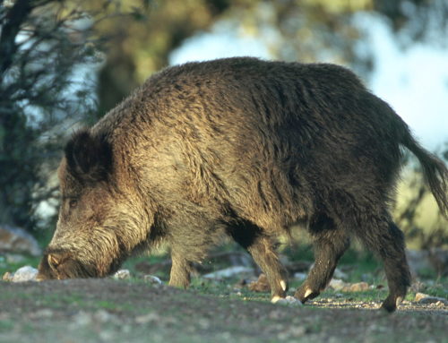 Extremadura pone en marcha la recogida gratuita de SANDACH en acciones cinegéticas