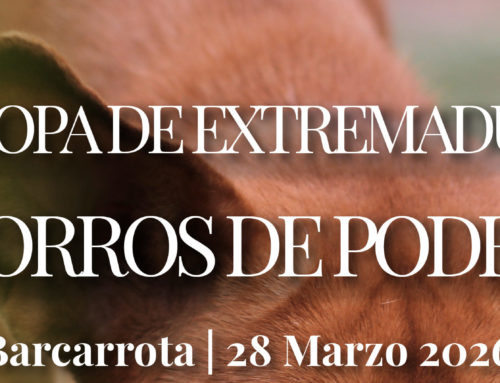 Abiertas las inscripciones para la VI Copa de Extremadura de Cachorros de Podencos 2026