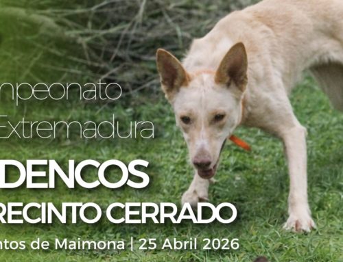 Abiertas las inscripciones para el Campeonato de Extremadura de Podencos en Recinto Cerrado 2026