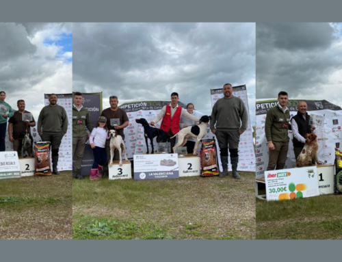 ‘Valkiria des Dieux du Vent’, ‘Mila de Carrasmonte’ y ‘Quthor el Chaparral de la Saavedra’, campeones de Extremadura de Perros de Muestra 2026