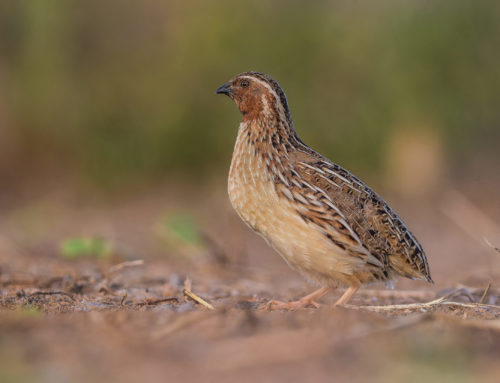 FEDEXCAZA llevará la voz de los cazadores extremeños al Foro Nacional de la Codorniz