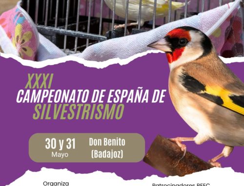 Don Benito acogerá el XXXI Campeonato de España de Silvestrismo con más de 300 ejemplares de todo el país