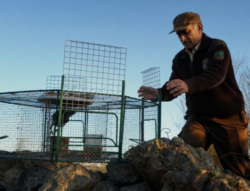 Un estudio científico publicado en Wildlife Biology demuestra la selectividad y eficacia del control de depredadores