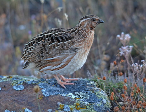La caza al servicio de la ciencia: el Proyecto Coturnix inicia su séptima temporada