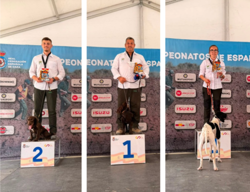 La Real Sociedad Canina de España deja a tres extremeños sin Mundial de San Huberto